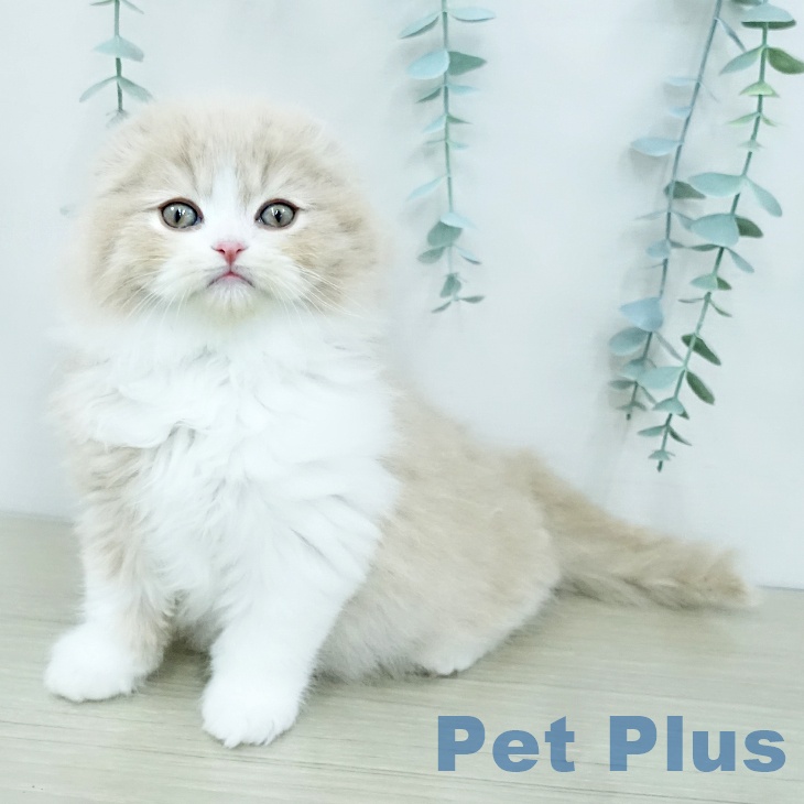 埼玉県のスコティッシュフォールド (ペッツワン 浦和美園店/2025年12月12日生まれ/男の子/クリームタビーホワイト)の子猫の2枚目の画像