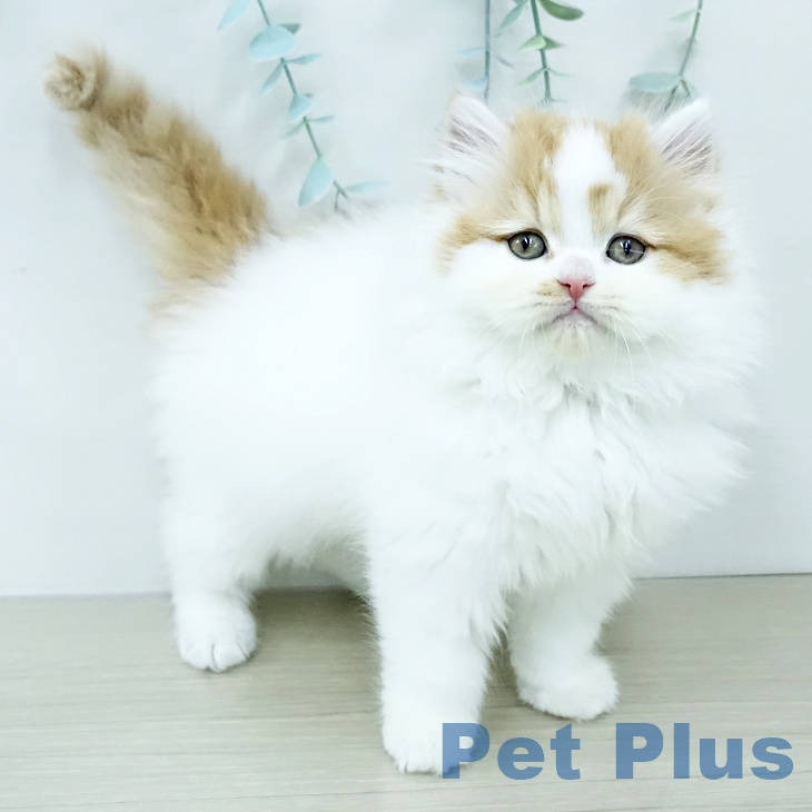 スコティッシュフォールド