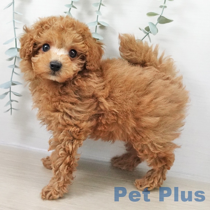 埼玉県のトイプードル(トイ) (ペッツワン 浦和美園店/2025年12月12日生まれ/男の子/オレンジフォーン)の子犬