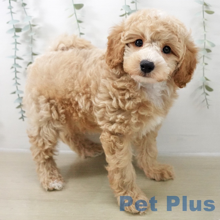 トイ・プードル