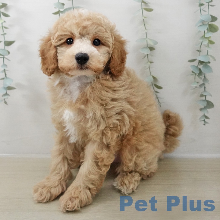 トイ・プードルの写真2