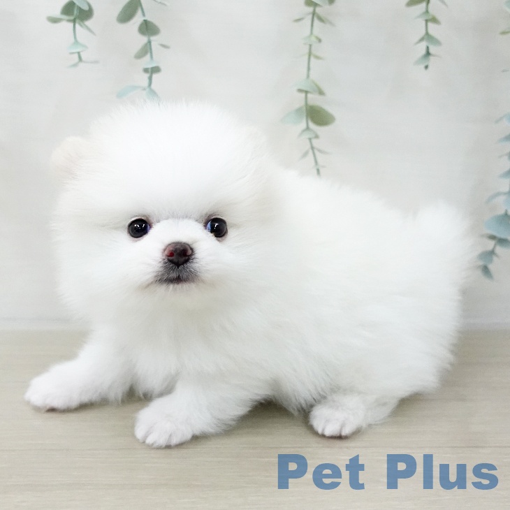 ポメラニアンの写真2