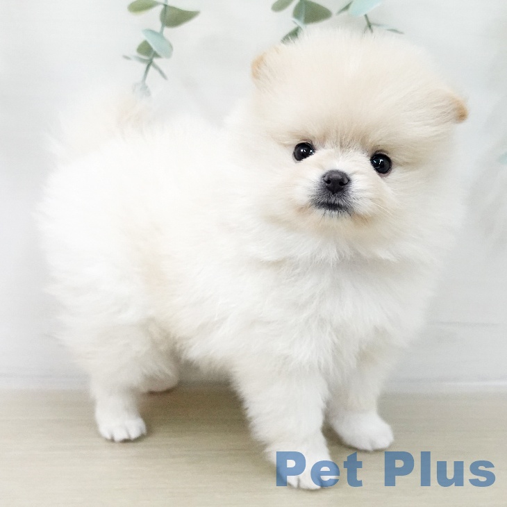 埼玉県のポメラニアン (ペッツワン 浦和美園店/2025年12月12日生まれ/女の子/クリーム)の子犬