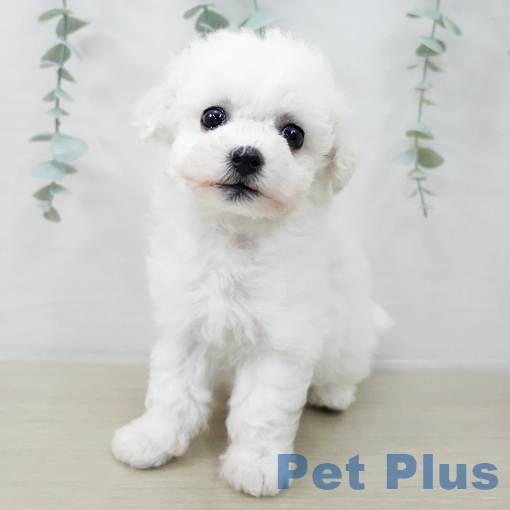 ビション・フリーゼ