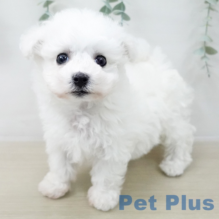 埼玉県のビションフリーゼ (ペットプラス 浦和美園店/2025年12月13日生まれ/男の子/ホワイト)の子犬の1枚目の画像