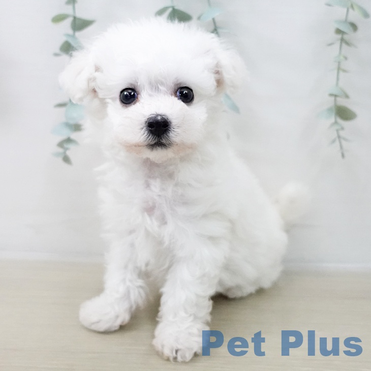 ビション・フリーゼ