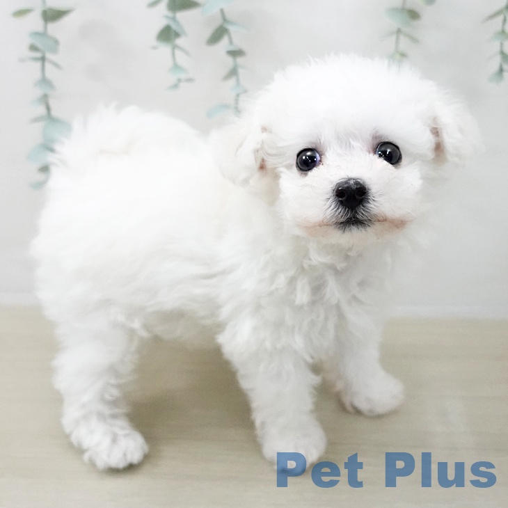 ビション・フリーゼの写真2