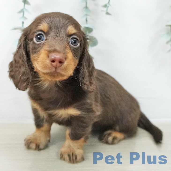 カニーンヘン・ダックスフンド