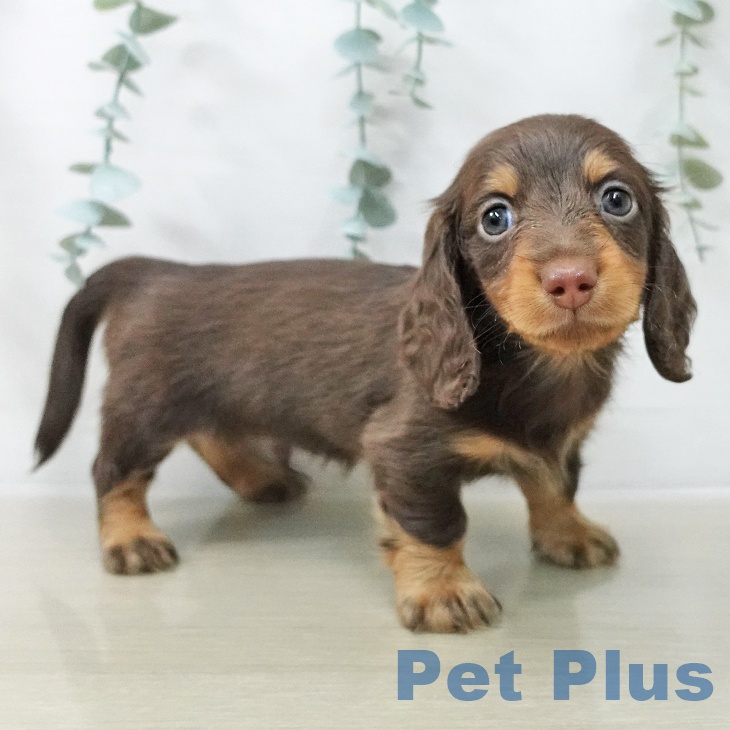 カニーンヘン・ダックスフンドの写真2