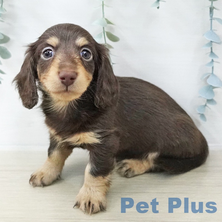 カニーンヘン・ダックスフンド