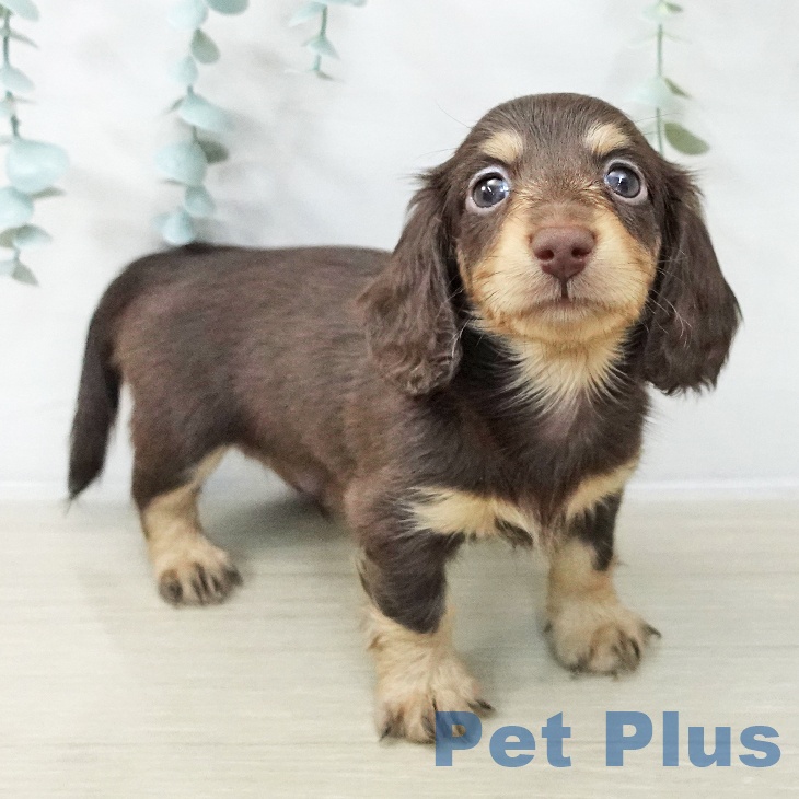 カニーンヘン・ダックスフンドの写真2