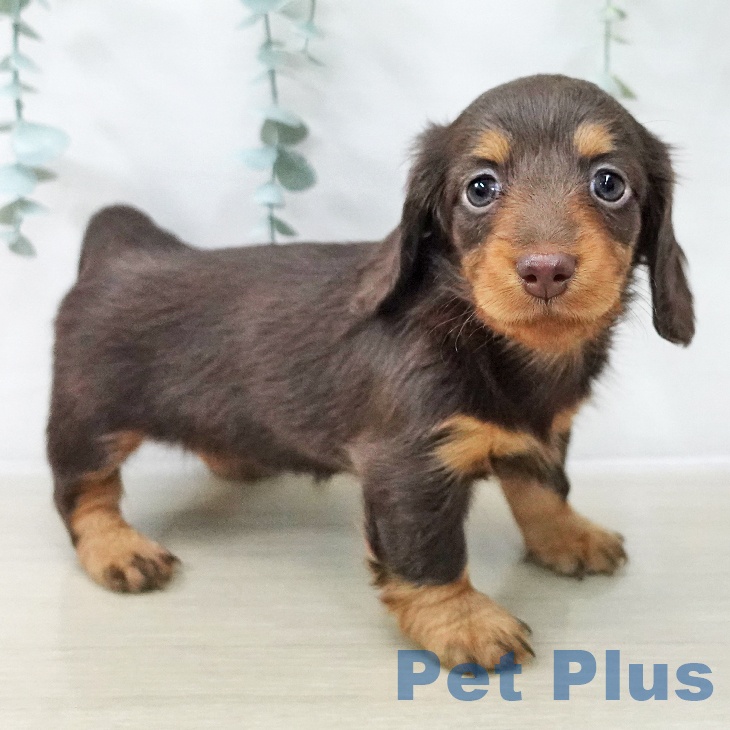 カニーンヘン・ダックスフンドの写真2