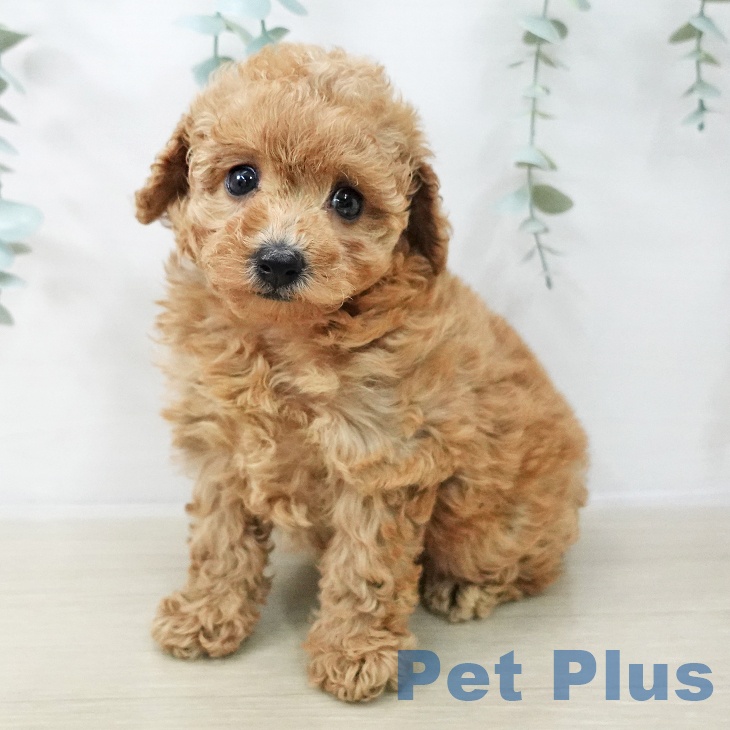 トイ・プードル