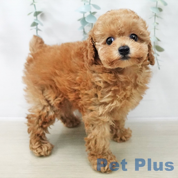 埼玉県のトイプードル(トイ) (ペットプラス 上尾店/2025年12月13日生まれ/女の子/アプリコット)の子犬の1枚目の画像