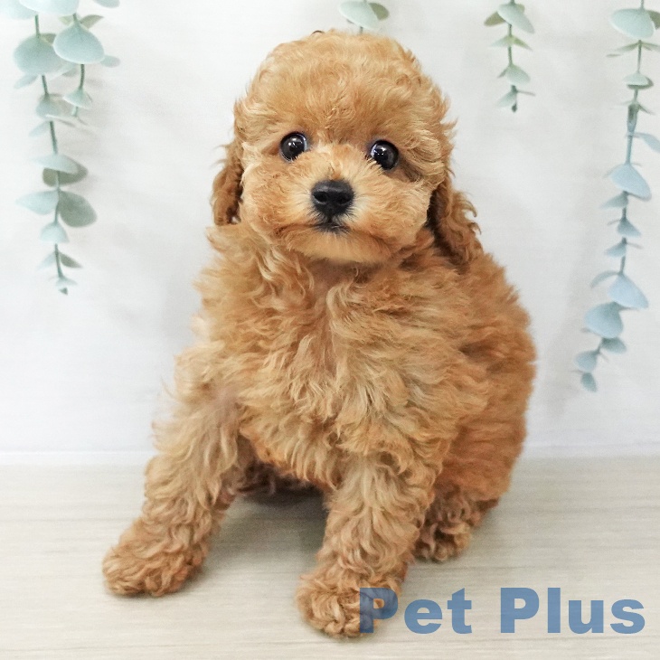 埼玉県のトイプードル(トイ) (ペットプラス 上尾店/2025年12月13日生まれ/女の子/アプリコット)の子犬の2枚目の画像