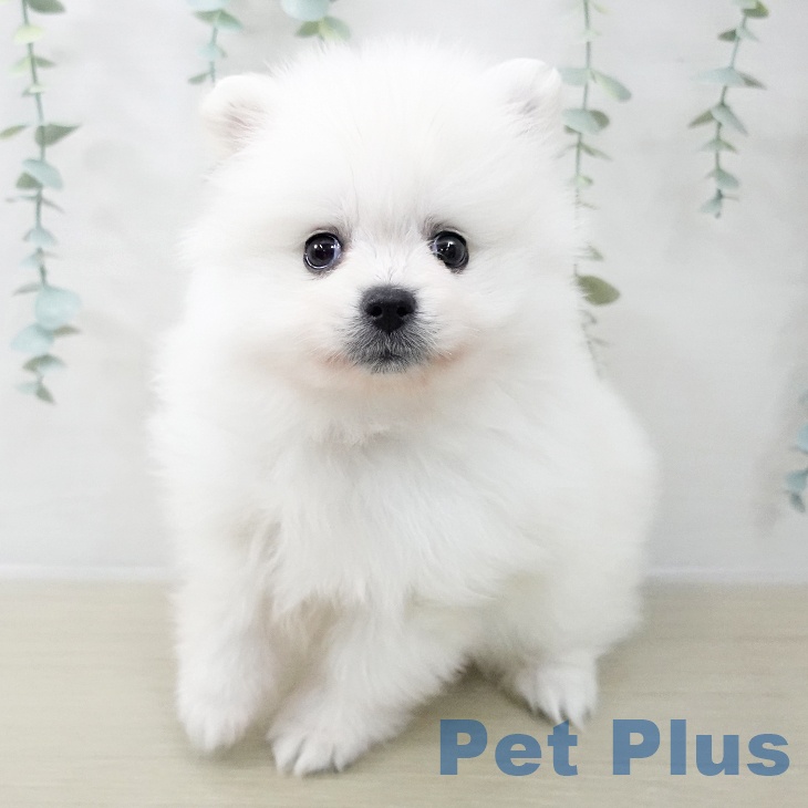 ポメラニアンの写真2