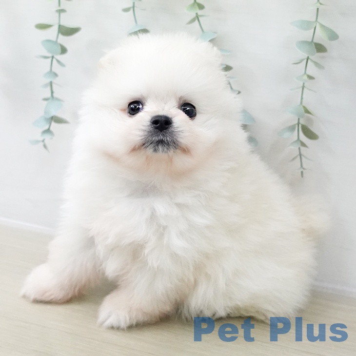 埼玉県のポメラニアン (ペットプラス 八潮店/2025年12月13日生まれ/男の子/クリーム)の子犬の1枚目の画像