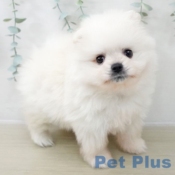 埼玉県のポメラニアン (ペットプラス 八潮店/2025年12月13日生まれ/男の子/クリーム)の子犬の2枚目の画像
