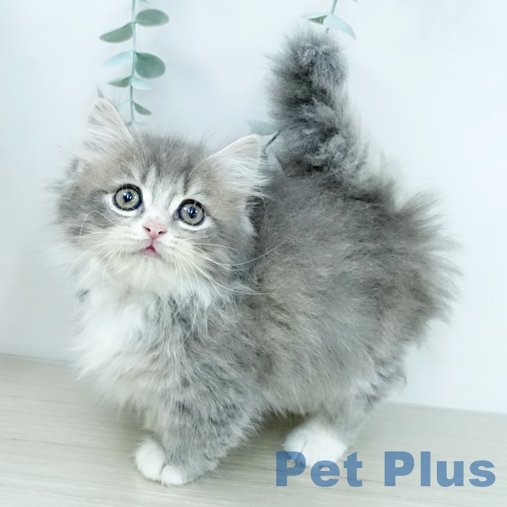 埼玉県のマンチカン (ペッツワン 浦和美園店/2025年12月11日生まれ/男の子/ブルータビーホワイト)の子猫の1枚目の画像