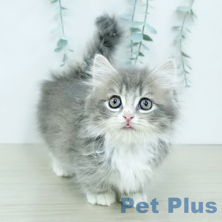 埼玉県のマンチカン (ペッツワン 浦和美園店/2025年12月11日生まれ/男の子/ブルータビーホワイト)の子猫の2枚目の画像