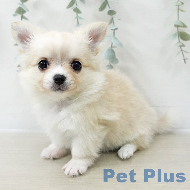 千葉県のチワワ(ロング) (ペットプラス 幕張新都心店/2025年12月13日生まれ/女の子/クリームホワイト)の子犬の1枚目の画像