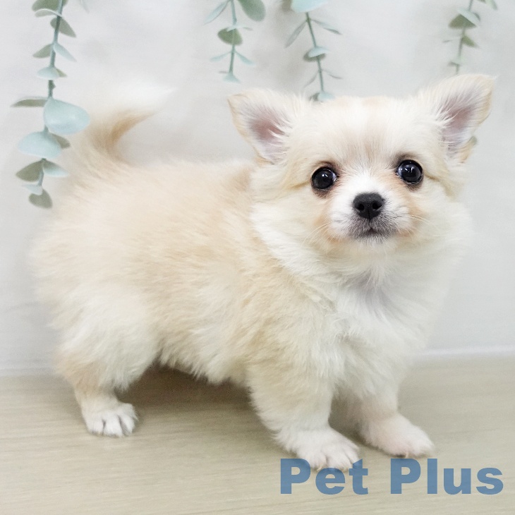 千葉県のチワワ(ロング) (ペットプラス 幕張新都心店/2025年12月13日生まれ/女の子/クリームホワイト)の子犬の2枚目の画像