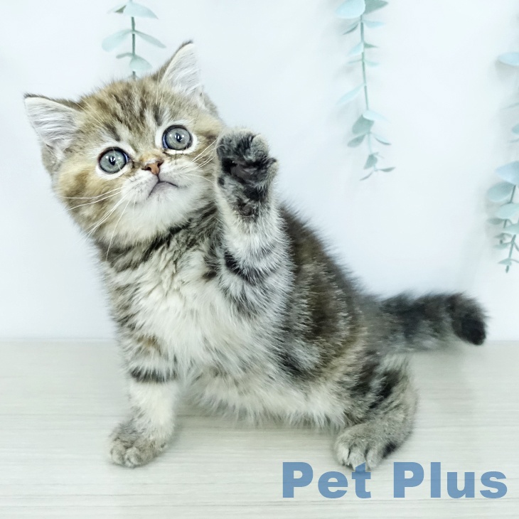 東京都のスコティッシュフォールド (ペットプラス 立川高島屋S.C.店/2025年11月29日生まれ/女の子/ブラウンタビー)の子猫の1枚目の画像