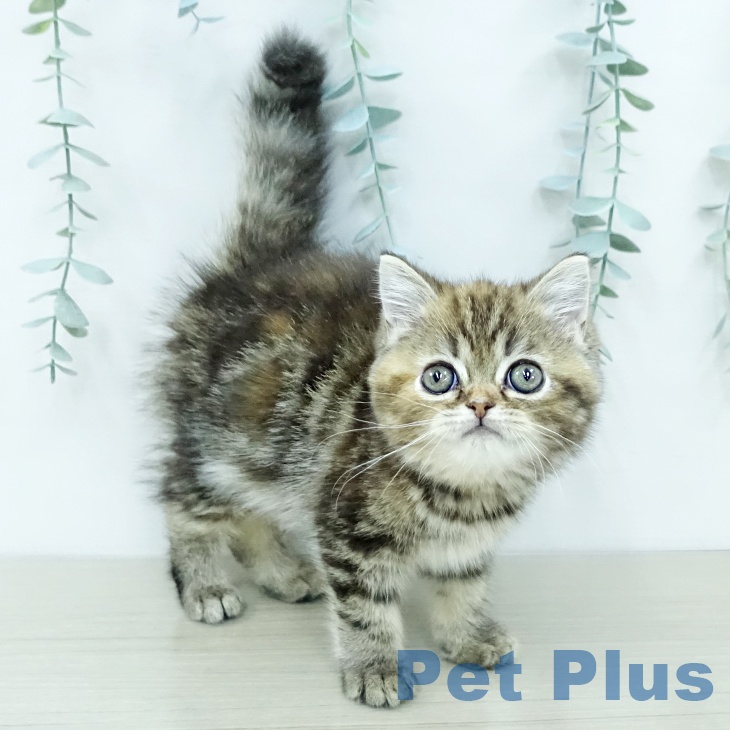 東京都のスコティッシュフォールド (ペットプラス 立川高島屋S.C.店/2025年11月29日生まれ/女の子/ブラウンタビー)の子猫の2枚目の画像