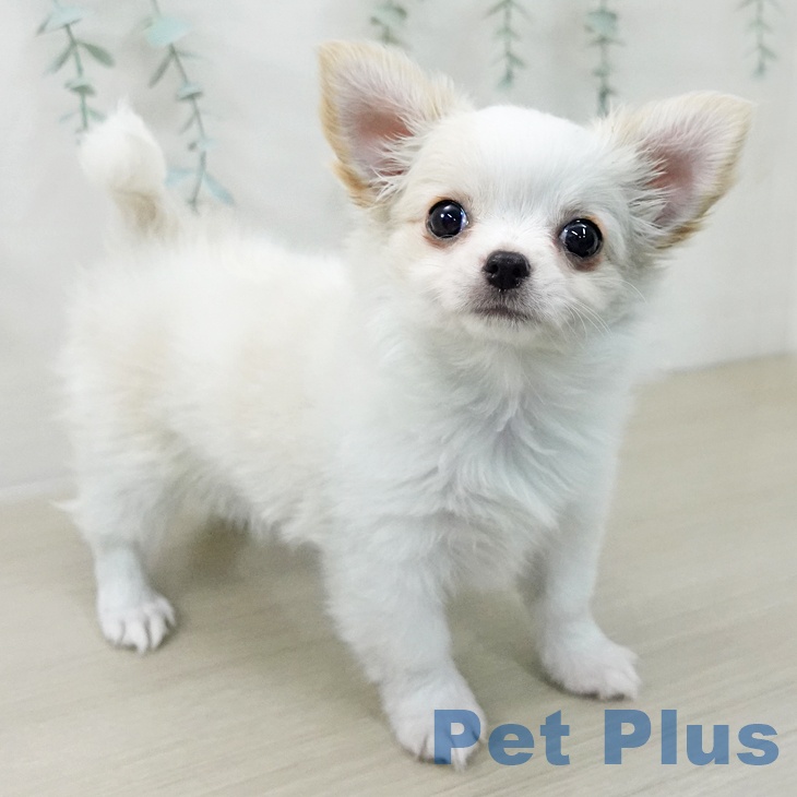 埼玉県のチワワ(ロング) (ペットプラス ららぽーと富士見店/2025年12月1日生まれ/女の子/ホワイトクリーム)の子犬の1枚目の画像