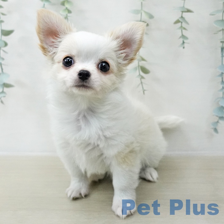 埼玉県のチワワ(ロング) (ペットプラス ららぽーと富士見店/2025年12月1日生まれ/女の子/ホワイトクリーム)の子犬の2枚目の画像