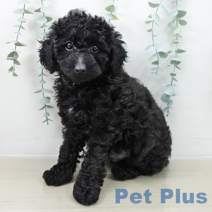 東京都のトイプードル(トイ) (ペットプラス MARK IS 葛飾かなまち店/2025年12月13日生まれ/男の子/ブラック)の子犬の1枚目の画像