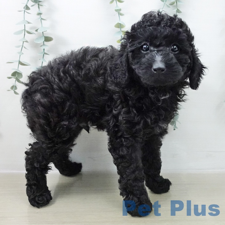東京都のトイプードル(トイ) (ペットプラス MARK IS 葛飾かなまち店/2025年12月13日生まれ/男の子/ブラック)の子犬の2枚目の画像