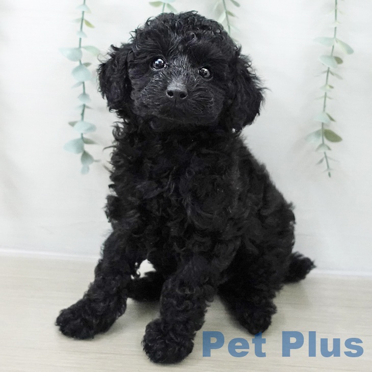 トイ・プードル