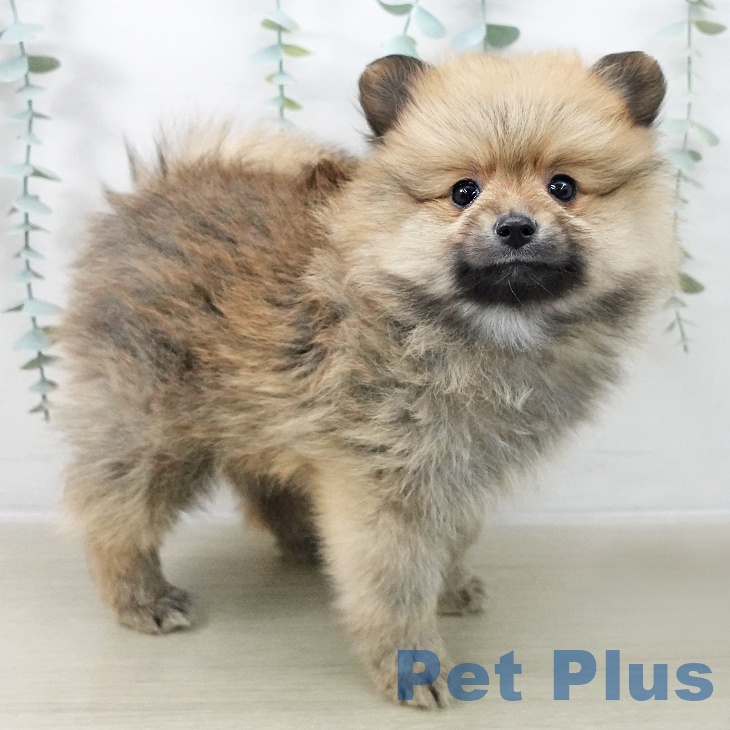 群馬県のポメラニアン (ペットプラス イオンモール太田店/2025年12月13日生まれ/男の子/オレンジ)の子犬の2枚目の画像