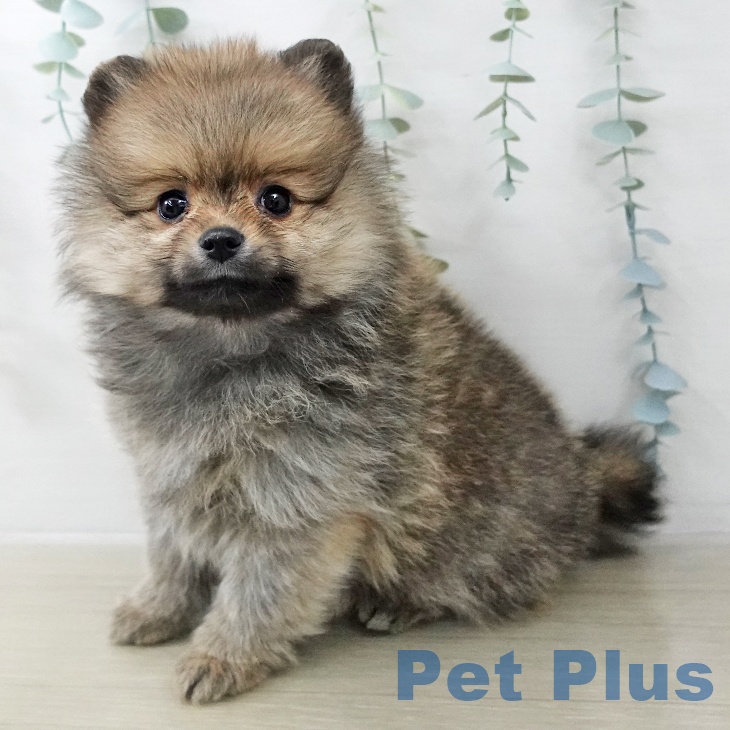 長野県のポメラニアン (ペットプラス 須坂店/2025年12月13日生まれ/男の子/オレンジ)の子犬の1枚目の画像