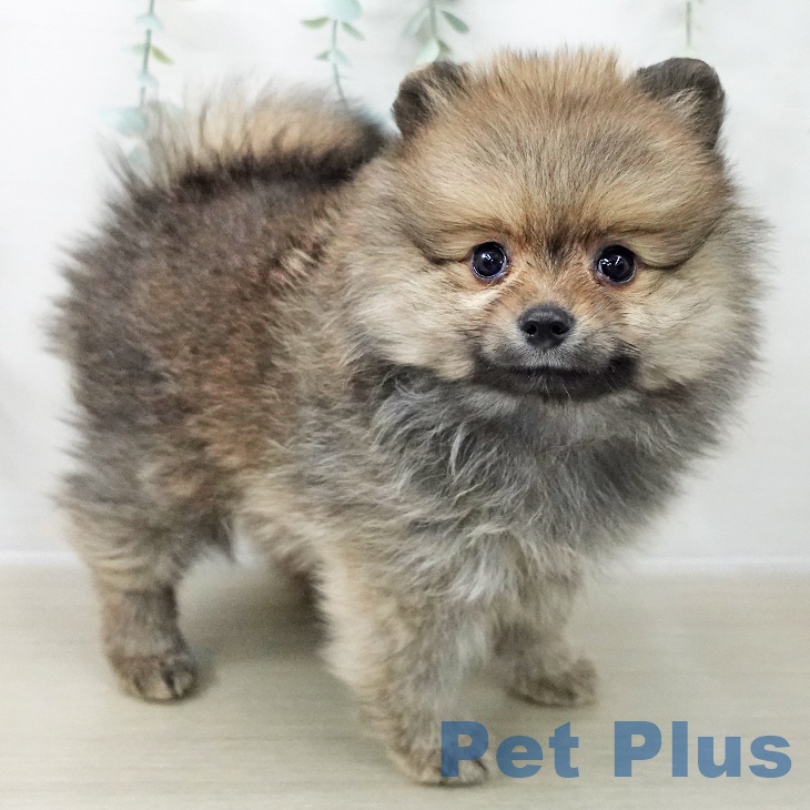 長野県のポメラニアン (ペットプラス 須坂店/2025年12月13日生まれ/男の子/オレンジ)の子犬の2枚目の画像