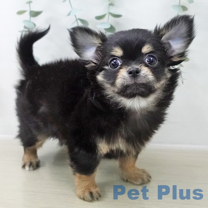 岩手県のチワワ(ロング) (ペットプラス 盛岡南店/2025年12月5日生まれ/男の子/ブラックタンホワイト)の子犬の1枚目の画像