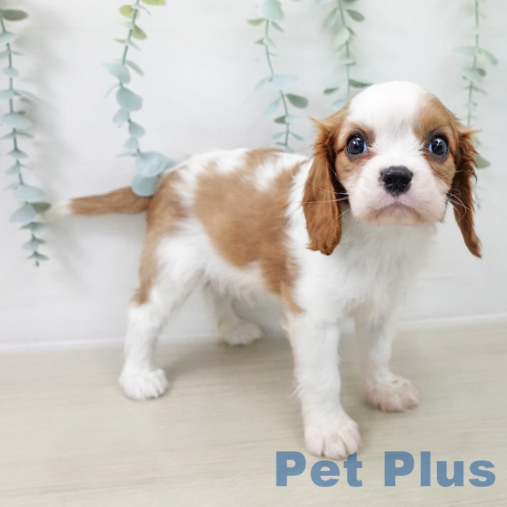 群馬県のキャバリアキングチャールズスパニエル (ペットプラス イオンモール太田店/2025年12月13日生まれ/男の子/ブレンハイム)の子犬の2枚目の画像