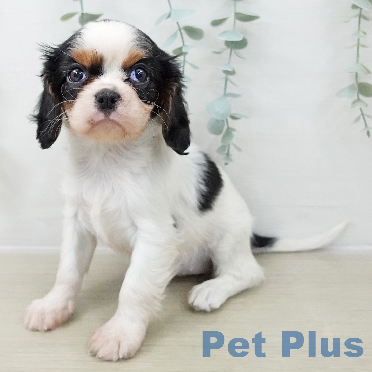 キャバリア・キングチャールズ・スパニエル