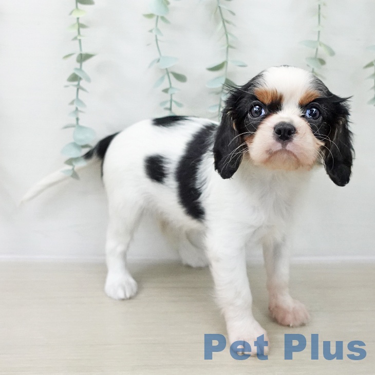 埼玉県のキャバリアキングチャールズスパニエル (ペットプラス ららぽーと富士見店/2025年12月13日生まれ/女の子/トライカラー)の子犬の2枚目の画像