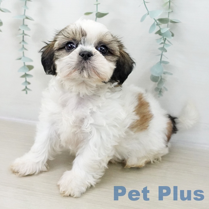 東京都のシーズー (ペットプラス 板橋店/2025年12月13日生まれ/男の子/ホワイトゴールド)の子犬の2枚目の画像