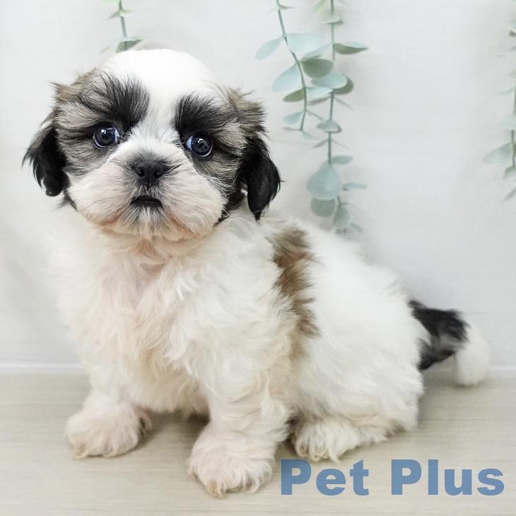 埼玉県のシーズー (ペットプラス 上尾店/2025年12月13日生まれ/男の子/ホワイトゴールド)の子犬の1枚目の画像