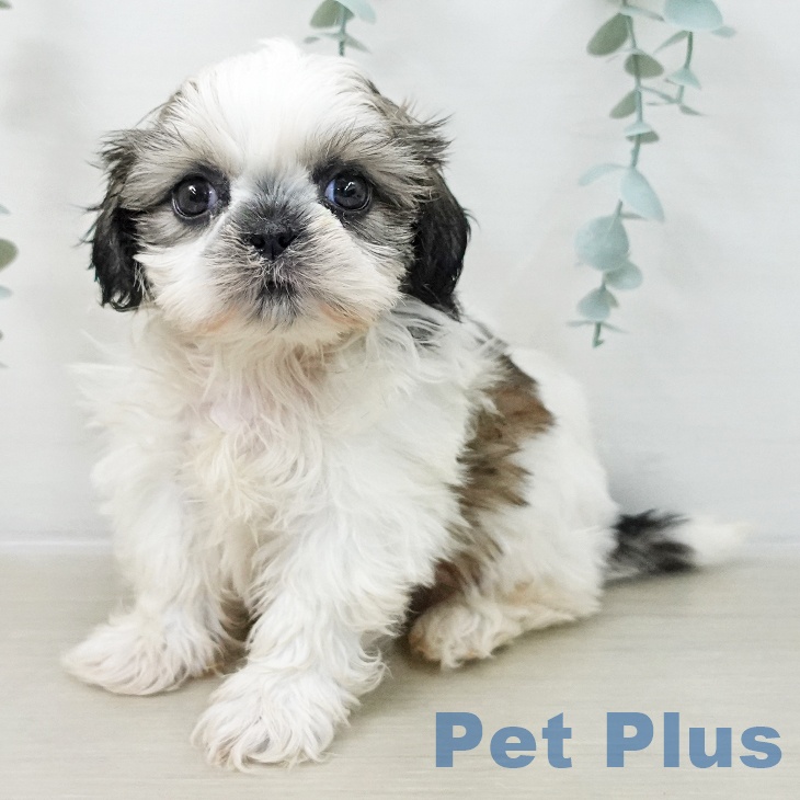 埼玉県のシーズー (ペットプラス コクーンシティ店/2025年12月13日生まれ/男の子/ホワイトゴールド)の子犬