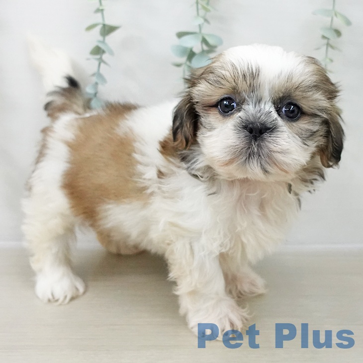 シー・ズーの写真2