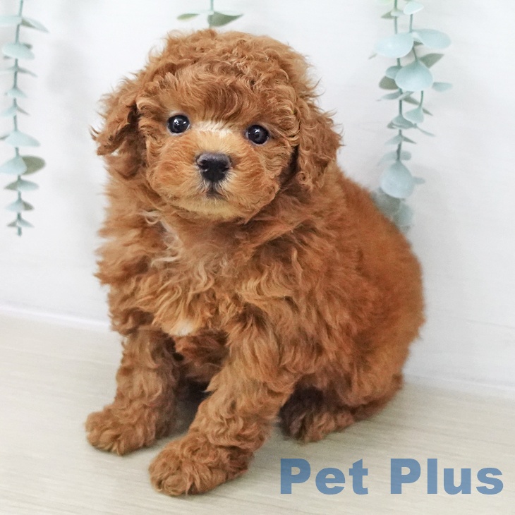 トイ・プードル