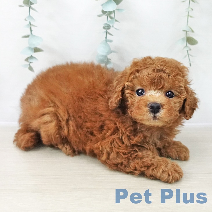 トイ・プードルの写真2