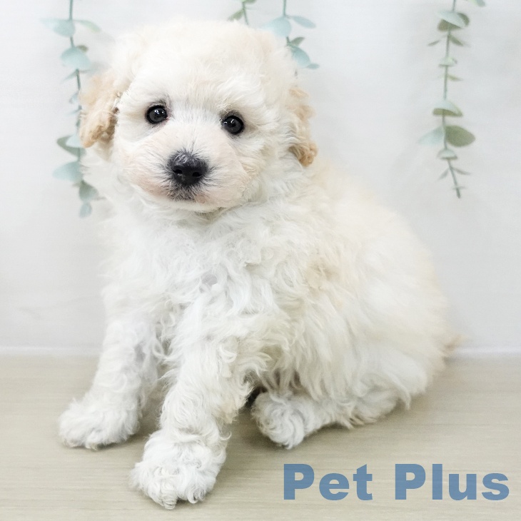 トイ・プードル