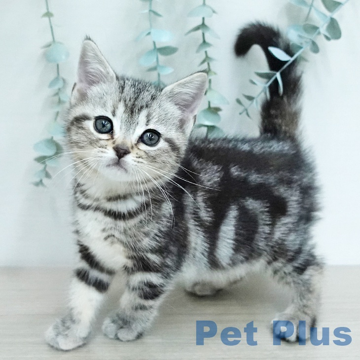 アメリカンショートヘア