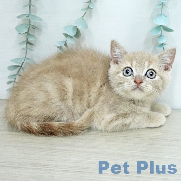 福島県のブリティッシュショートヘアー (ペットプラス 福島店/2025年11月30日生まれ/男の子/クリーム)の子猫