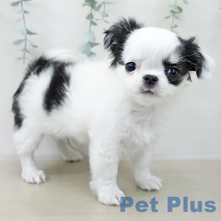 長野県のチワワ(ロング) (ペットプラス 松本店/2025年12月13日生まれ/男の子/ホワイトブラックタン)の子犬の1枚目の画像